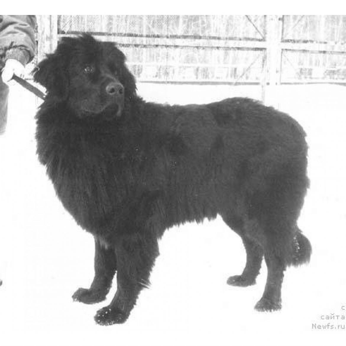 T Fessi Chidgel (25-03-1990)